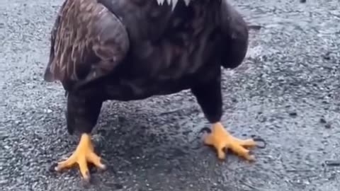 Feeding a bald eagle an egg is crazy work