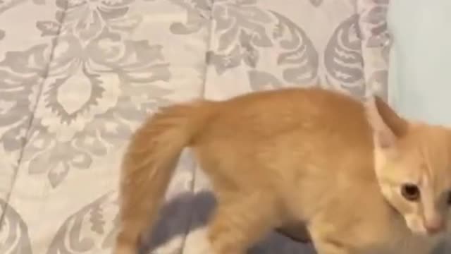 There's a little cat with a fine play