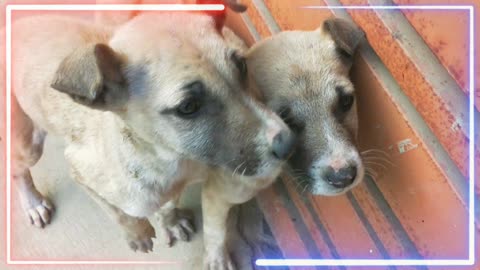 Puppy/doggy/dog/Puppies are very cute and funny