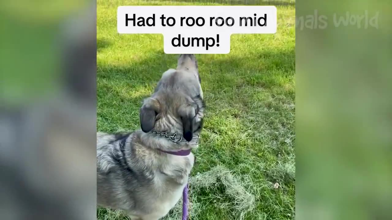 Funny Animal Videos 2023 - Funniest Dogs and Cats Videos 2