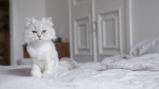 Beautiful White Cat With Long Hairy Tail