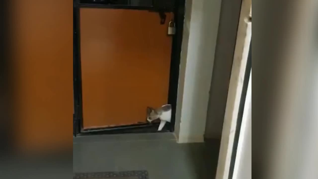 Cat sneaks into house