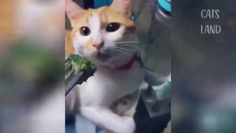 Funny cats