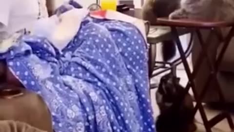 Funniest Cats and Dogs 🐶🐱 | Funny Animal Videos