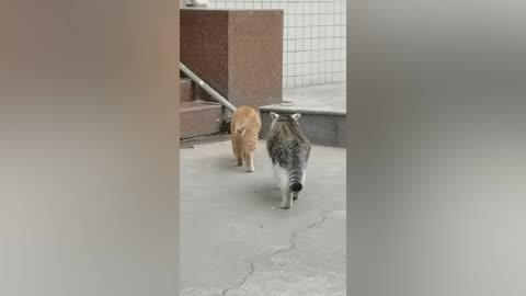 Best Funny Animal Videos Of The 2023 🤣 - Funniest Cats And Dogs Videos 😺😍 (40)