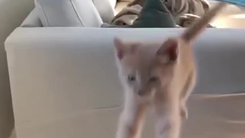 funny cat