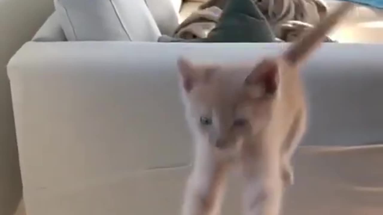 funny cat