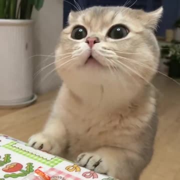 Showdown at the OK Coral 🤣🤣