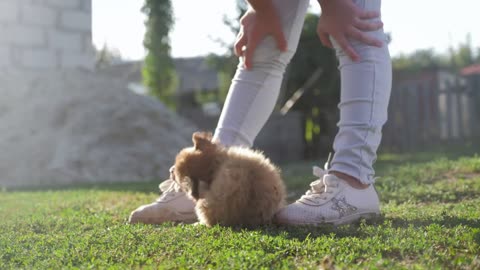 Little pretty puppy running around, playing in the summer park