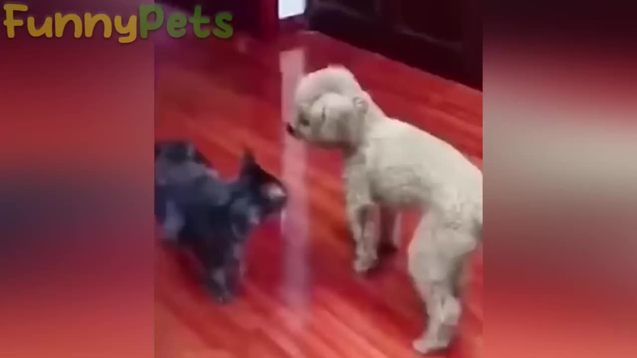 Best funniest animal videos 2023 😂 Funniest Cat's & Dogs.