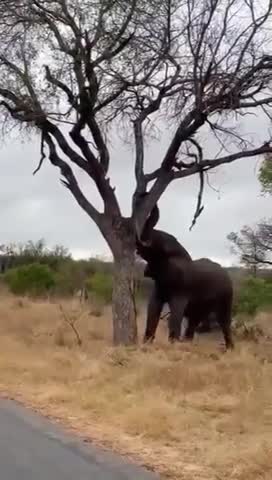 Subhaanallah.... The Power of the African Elephant is Super Powerful.