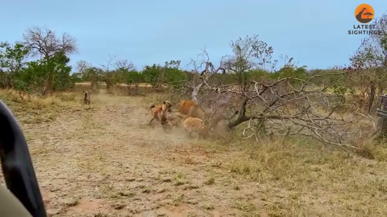 Dogs and lions