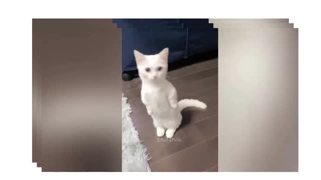 funny cat naughty cat