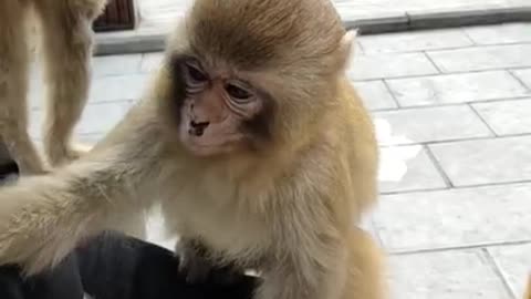 Funny monkey clip best videos