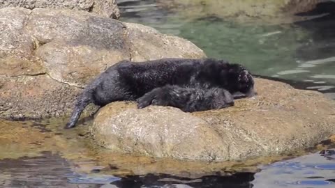 Monterey Bay Aquarium Otter Pup