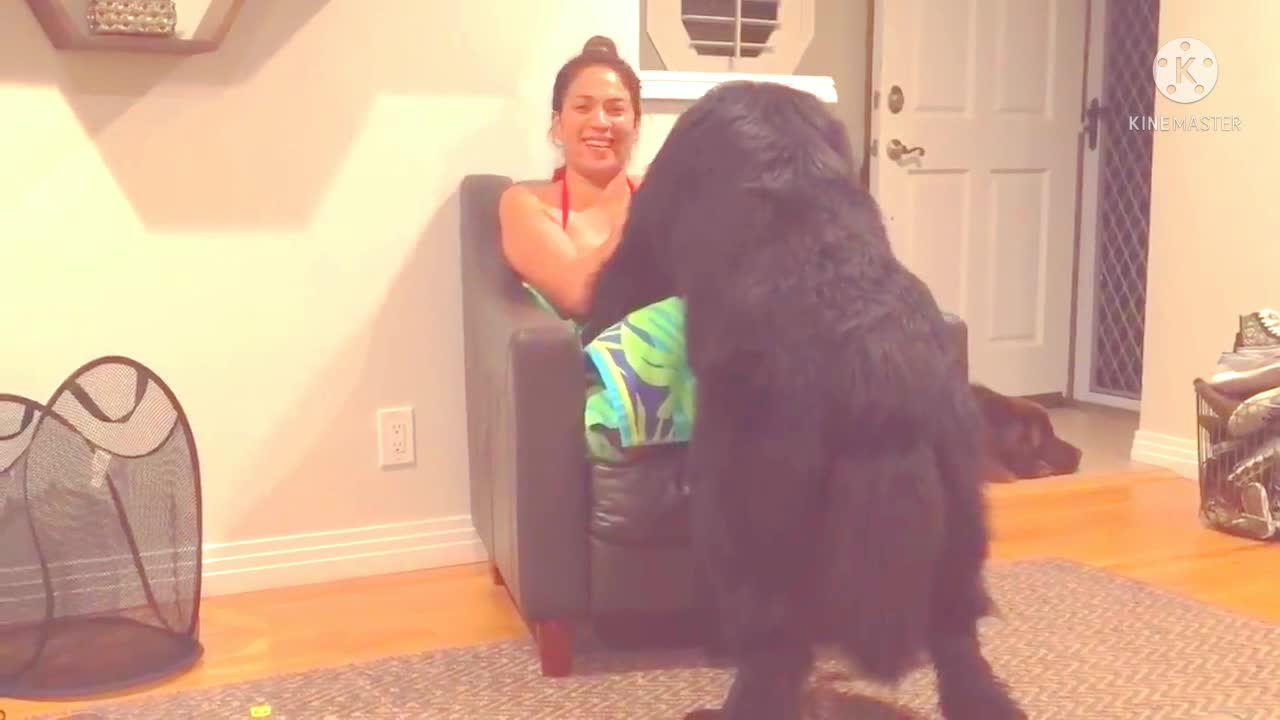 Massive Newfoundland thinks he's a tiny Lap Dog