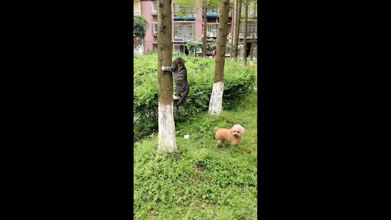 Funny Cat climbs tree from fear of puppy