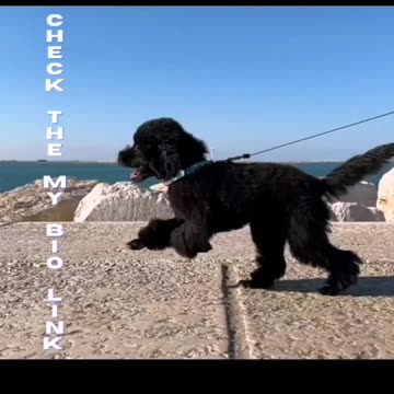 Black dog puppy and funny dog 🐕🐶 | #dog #animals
