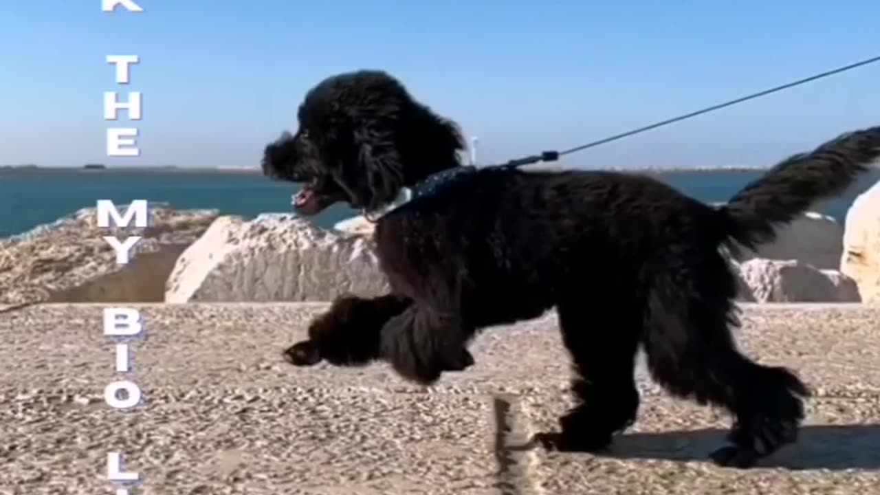 Black dog puppy and funny dog 🐕🐶 | #dog #animals