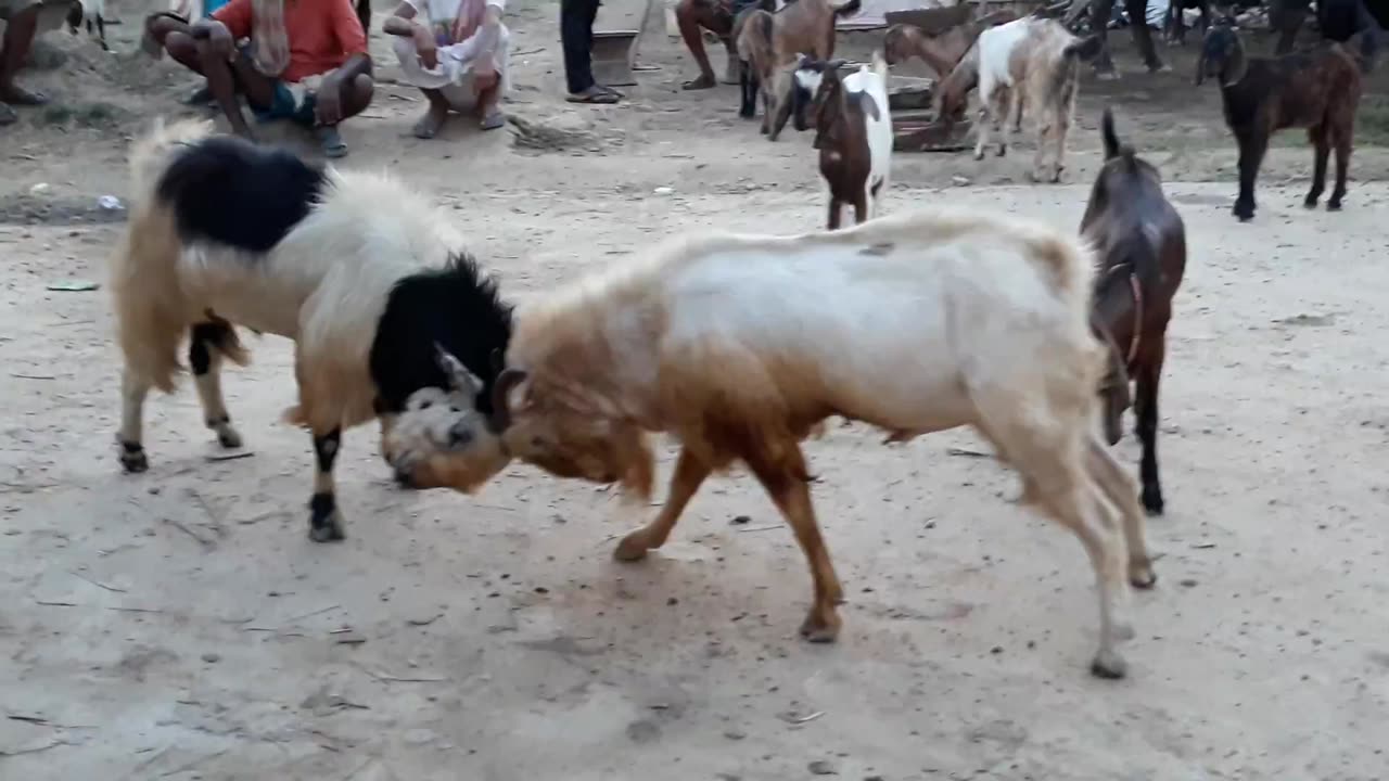 EXTREME Fight Between Two Male Goats TRENDING NOW | who will win | Funny animal Video