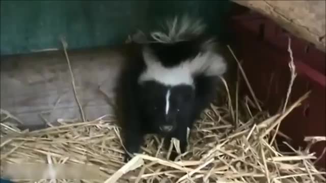 Skunk compilation