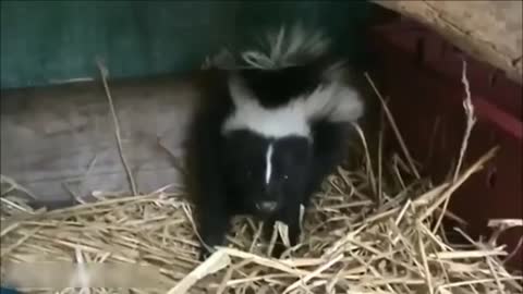 Skunk compilation