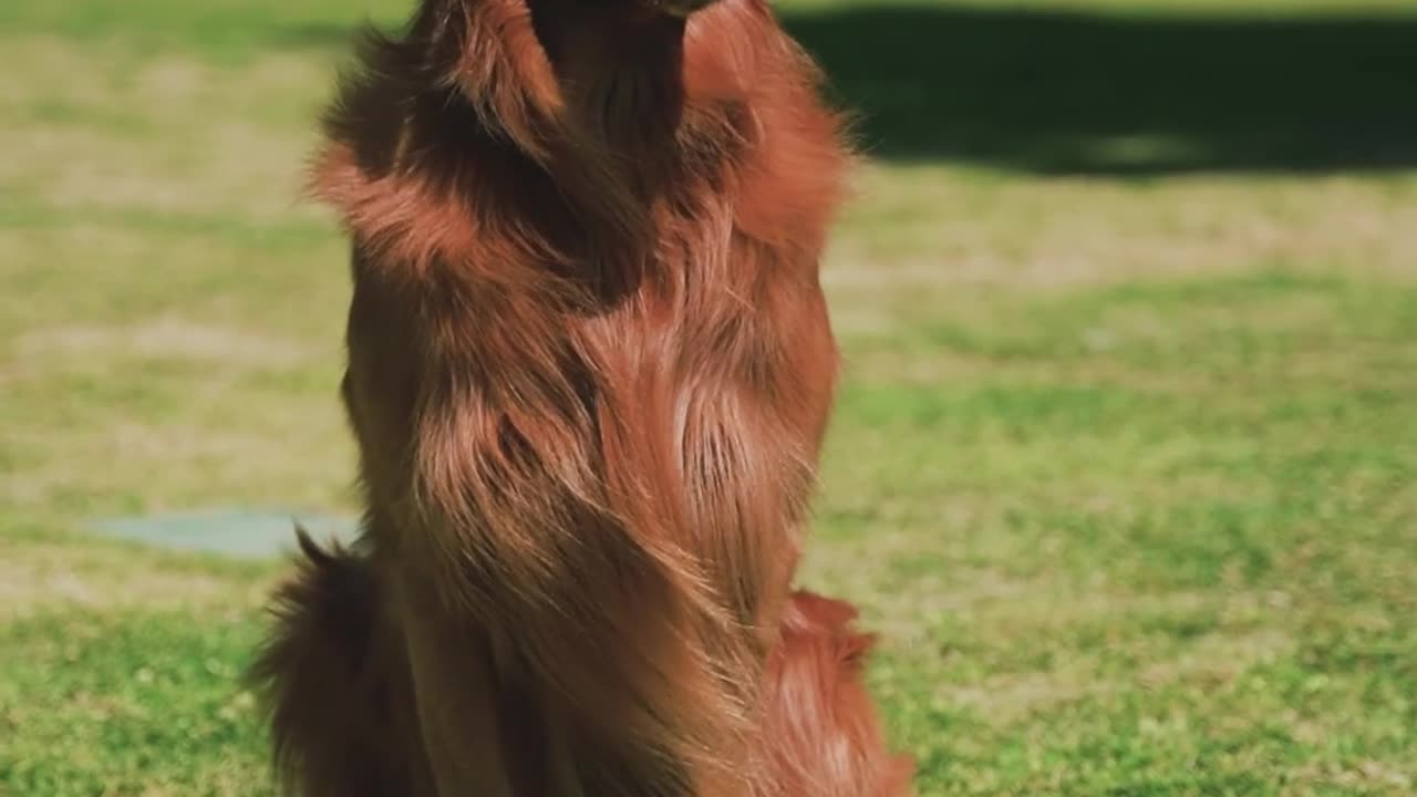 Dog enjoy alone