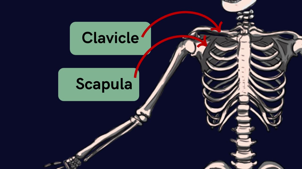 One Minute Quick Guide to the Human Skeleton: Key Bones Named! | Novice Medic