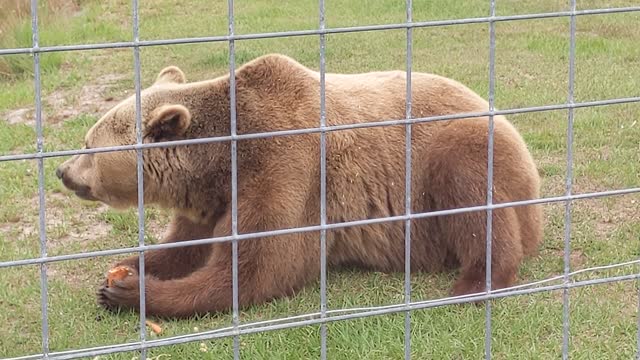 Bruno the Bear!