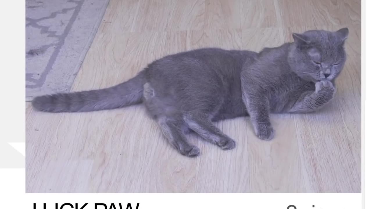 Tha ultimate viral cat review
