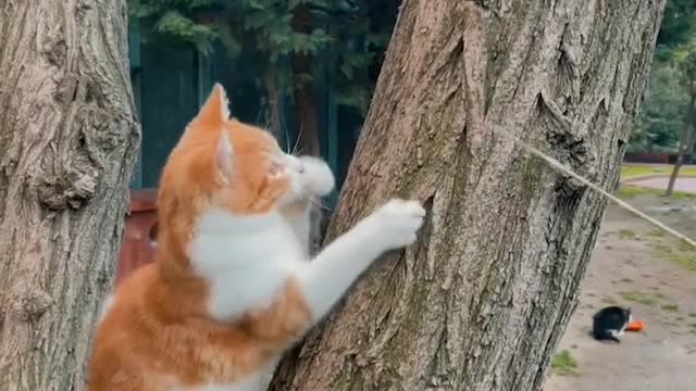 Cat climbing on tree - Amazing