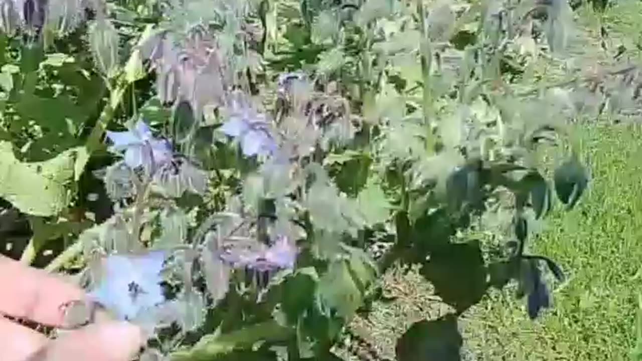 Foraging mulberries and borago