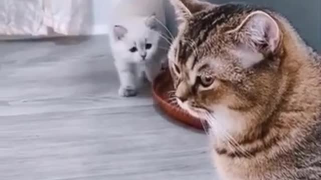 This cat just wanted to scare his friend