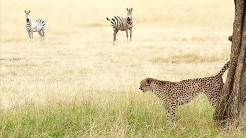 Cheetah hunting . #tiger #animal