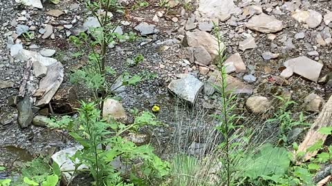 Another Golden Finch taking a bath