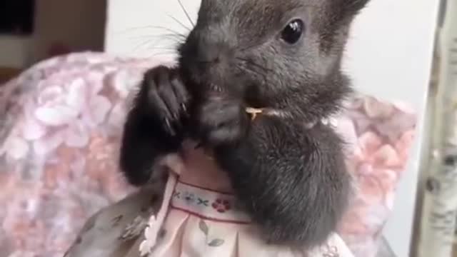 #pet #squirrel #foryou #cute