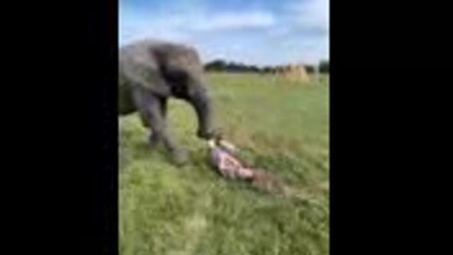elephant funny moment video