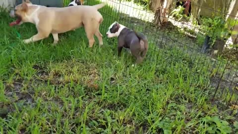 🐶american bully playing 🐶dogs life 2021