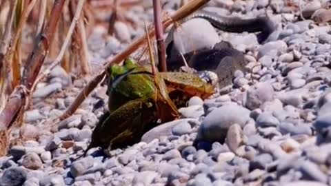Snake eats frog😱#wildanimals #snake #frog #animals(5)