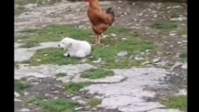 Dog Trying To Crow Like Rooster