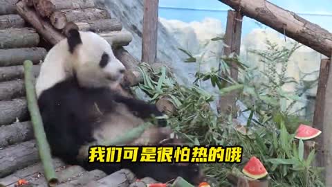 Giant Panda Animal World