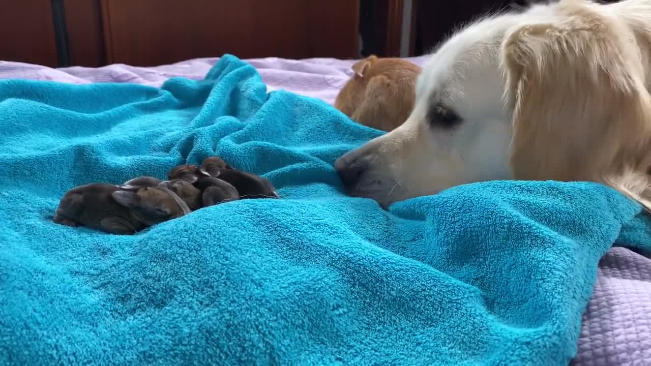 The Funniest and Cutest Golden Retriever Reaction to Baby Bunnies 5 days old