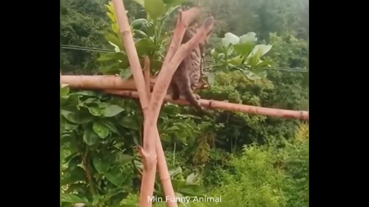 Funny Dog And Cat