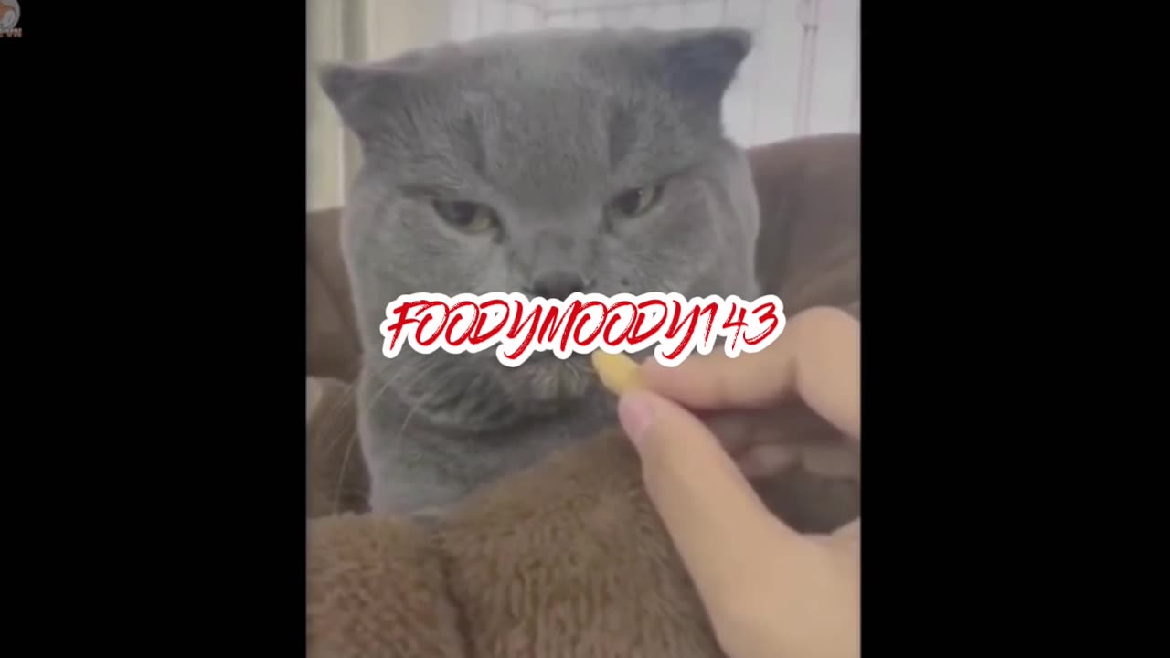 FOODY CATS