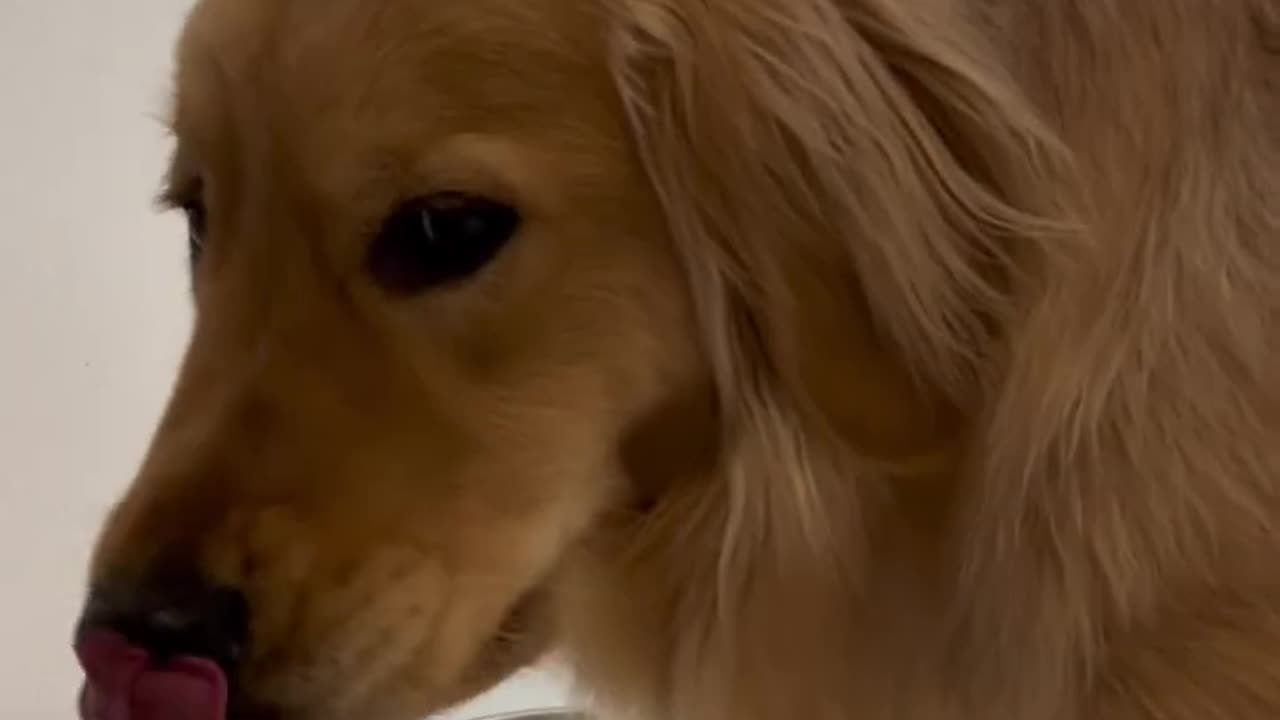 My dog’s very productive morning routine #goldenretriever #dogs #dogshorts #puppy