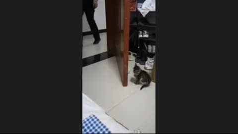 Best funny cat pet