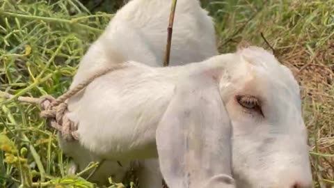 beautiful white goat, so love goat and amazing