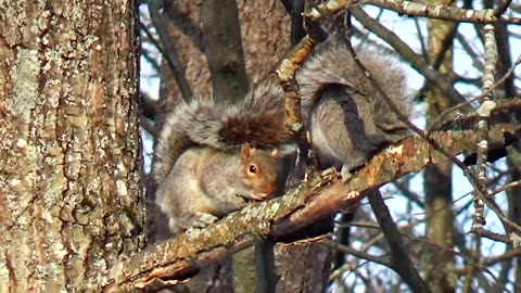 Squirrels