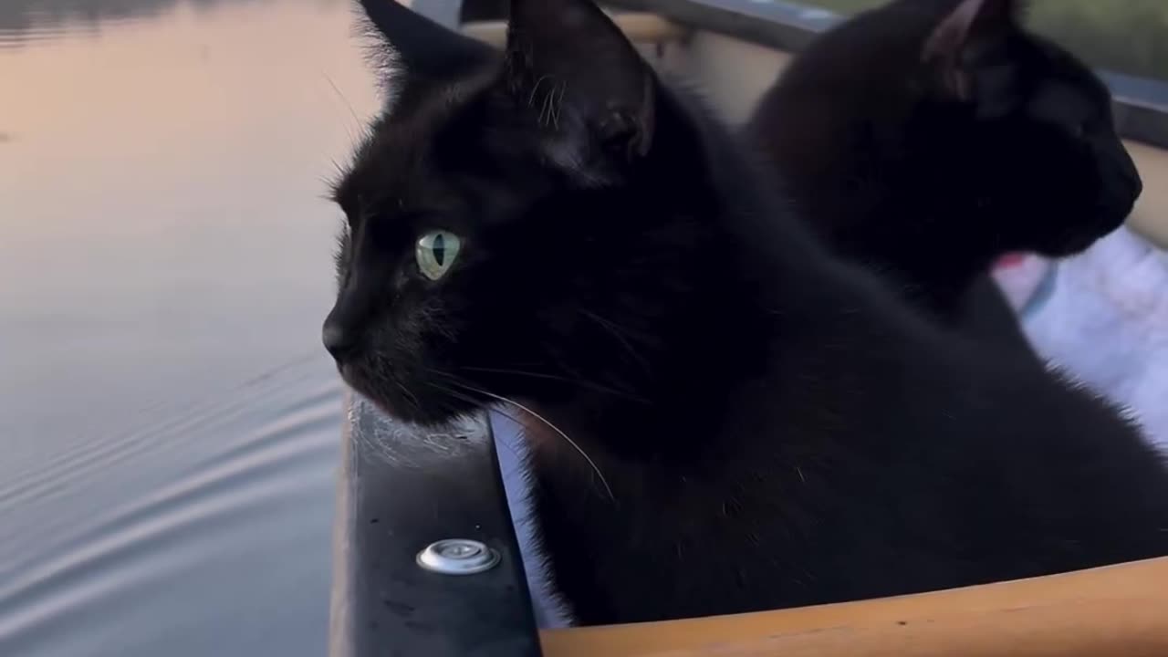 Black cats are in the boat,black cats,boats,cats riding boats