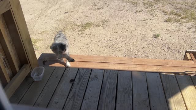 Young Pup Collects Deer Carcass